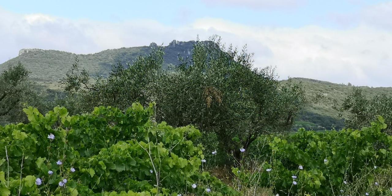 Le Mimosa Panzió Saint-Saturnin-de-Lucian Kültér fotó