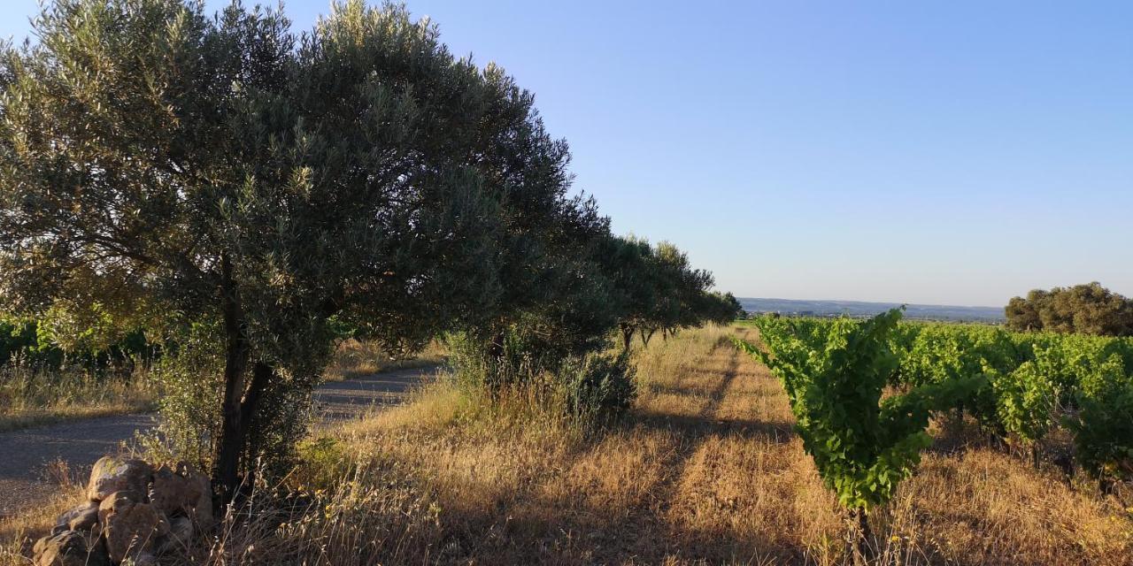 Le Mimosa Panzió Saint-Saturnin-de-Lucian Kültér fotó