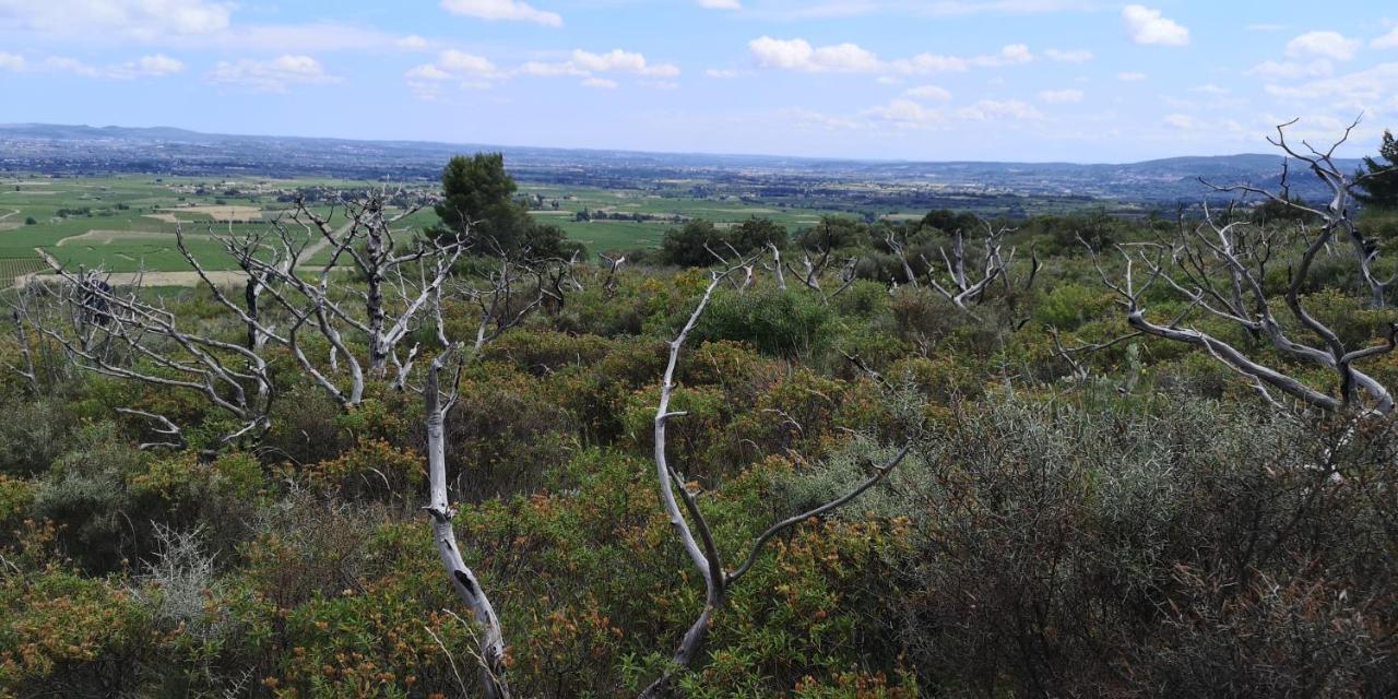 Le Mimosa Panzió Saint-Saturnin-de-Lucian Kültér fotó
